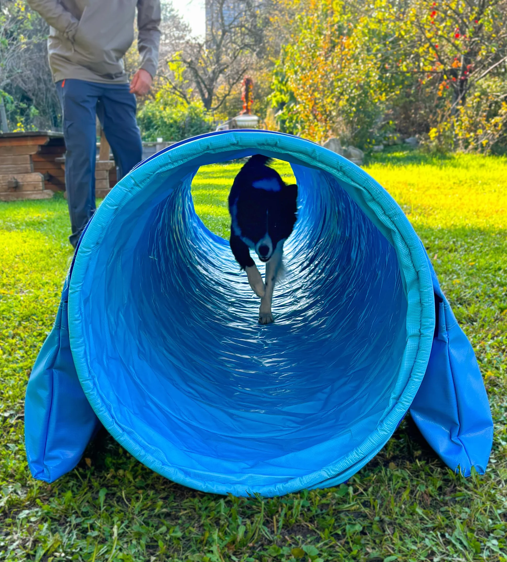 Callieway® Tunel Agility dla Psa Profi 4m Niebiesko-cyjan