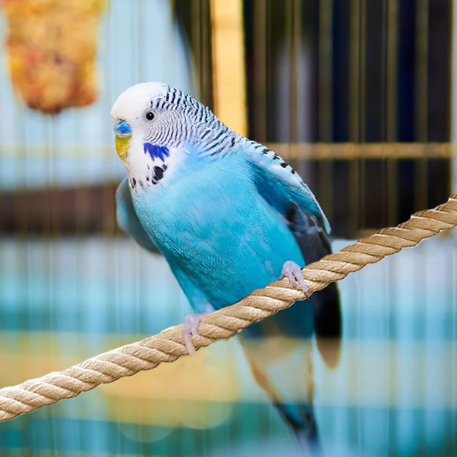 Rope Perches Bird, Swing Rope Cages, 23.62x0.39in Perch Stand, Lightweight Cage Climbing, Birds Exercise Accessories for Cockatiels, Lovebirds, Parakeets, Sugar Gliders