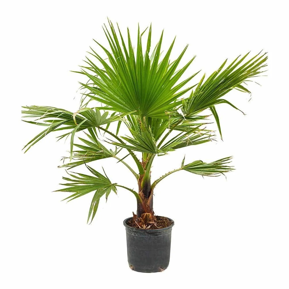 10 nasion palmy Washingtonia Filifera