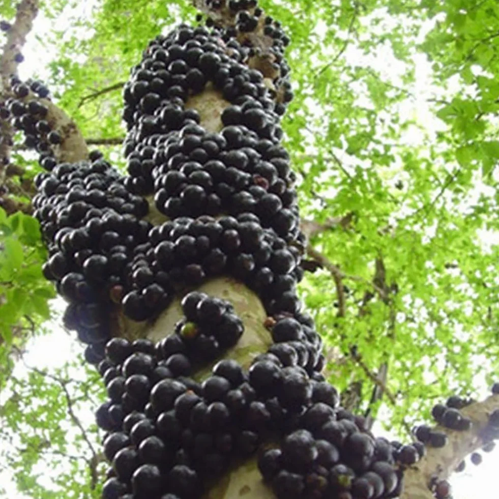 50 sztuk/1 paczka bogata w składniki odżywcze królowa owoców tropikalnych słodki mangostan nasiona nasiona do ogrodu hydroponicznego w pomieszczeniach