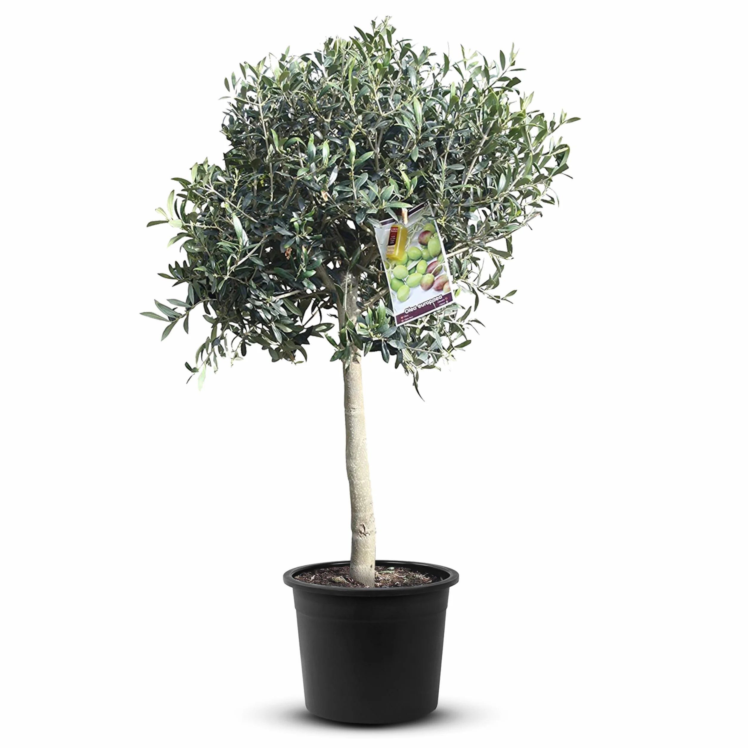 Tropictrees Drzewo oliwne o wysokiej łodydze 100 cm naturalne drzewo oliwne zimowe obwód pnia 6-8 cm dojrzały pień na owoce, w tym doniczka do dekoracji ogrodu