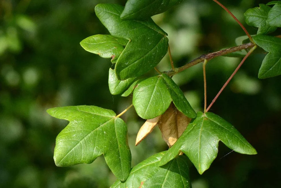 15 nasion Acer Monspessulanum (klon Montpellier)