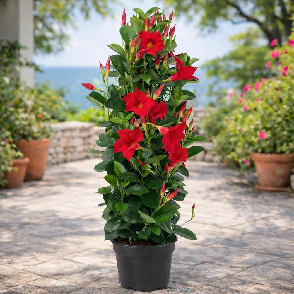 Exotenherz Mandevilla Dipladenia - kwiat lejka - kształt piramidy - doniczka 17 cm - ok. 65-70 cm - czerwona