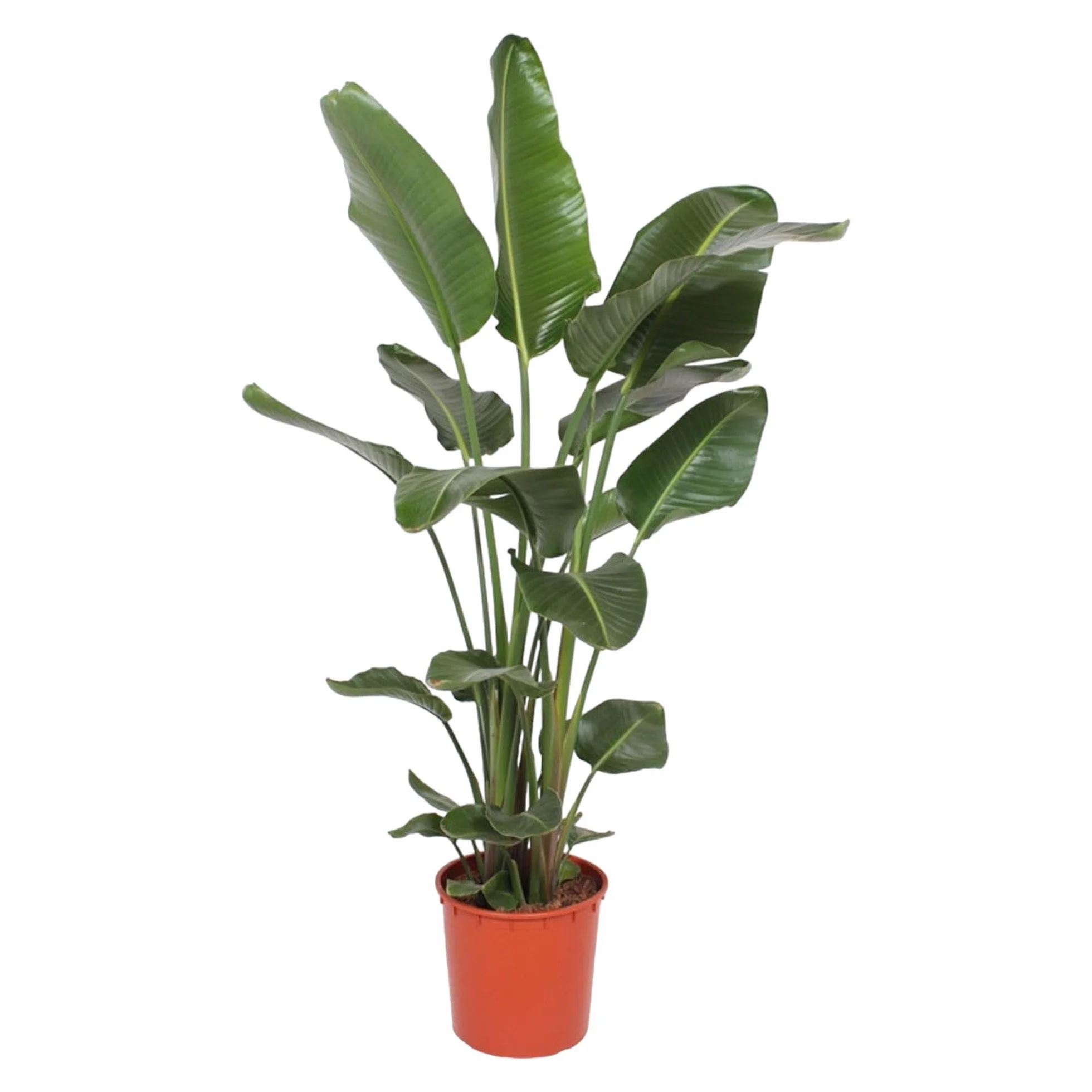 Green Bubble Trendyplants - Strelitzia Nicolai - Rajski ptak - Roślina pokojowa - Wielkość doniczki Ø 27 cm - wysokość 170-190 cm