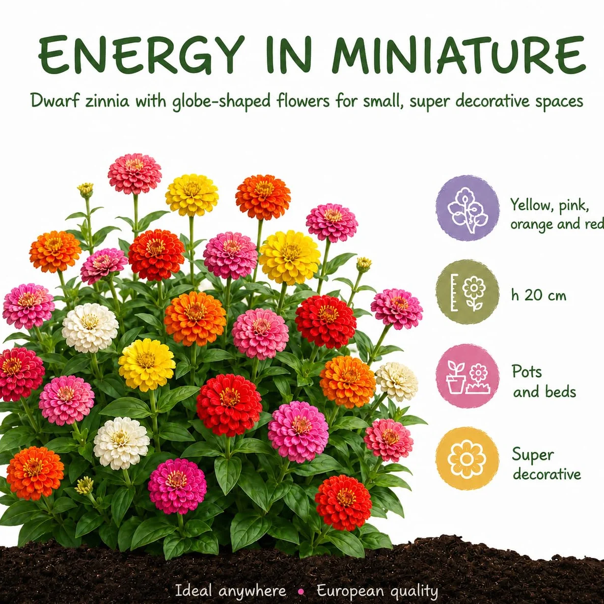 Grounding - Zinnia Elegans “Zinnita Mix” Seeds, 350+ seeds - Compact globe-shaped multicolor flowers (~20 cm) for pots, planters & beds - European Quality