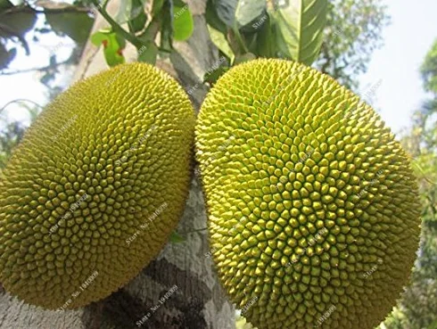 Tajlandia importato Durian semi di frutta 5 szt. D'oro poduszka Durian frutta