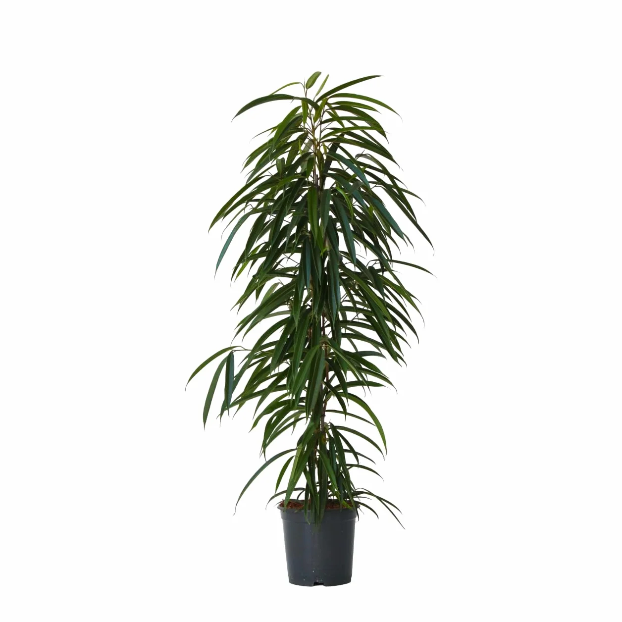 Plant in a Box - Ficus Binnendijckii Alii - Real Houseplant Large - Fiddle Plant - Doniczka 21cm - Wysokość 100-110cm