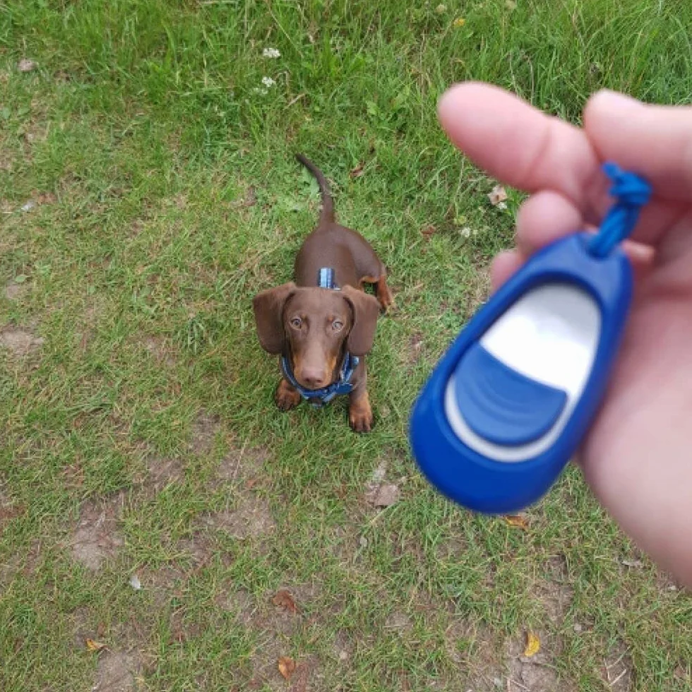COMPANY OF ANIMALS Multi-Clicker akcesoria dla psów regulator głośności 3 stopnie regulowany pasek na rękę