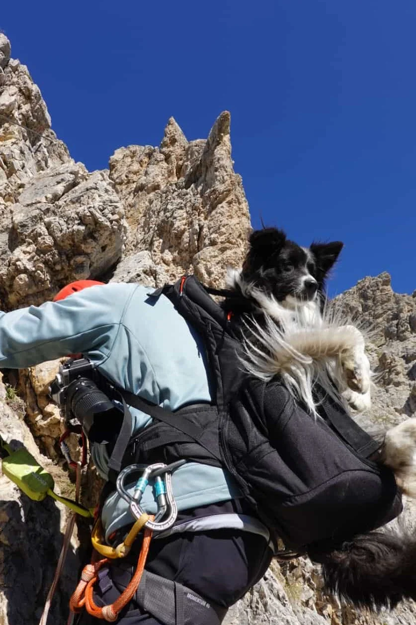 Premium big&slim dog carrier - plecak na psa, torba transportowa, - wysokiej jakości plecak na psa o wadze 7-16 kg, kolor czarny
