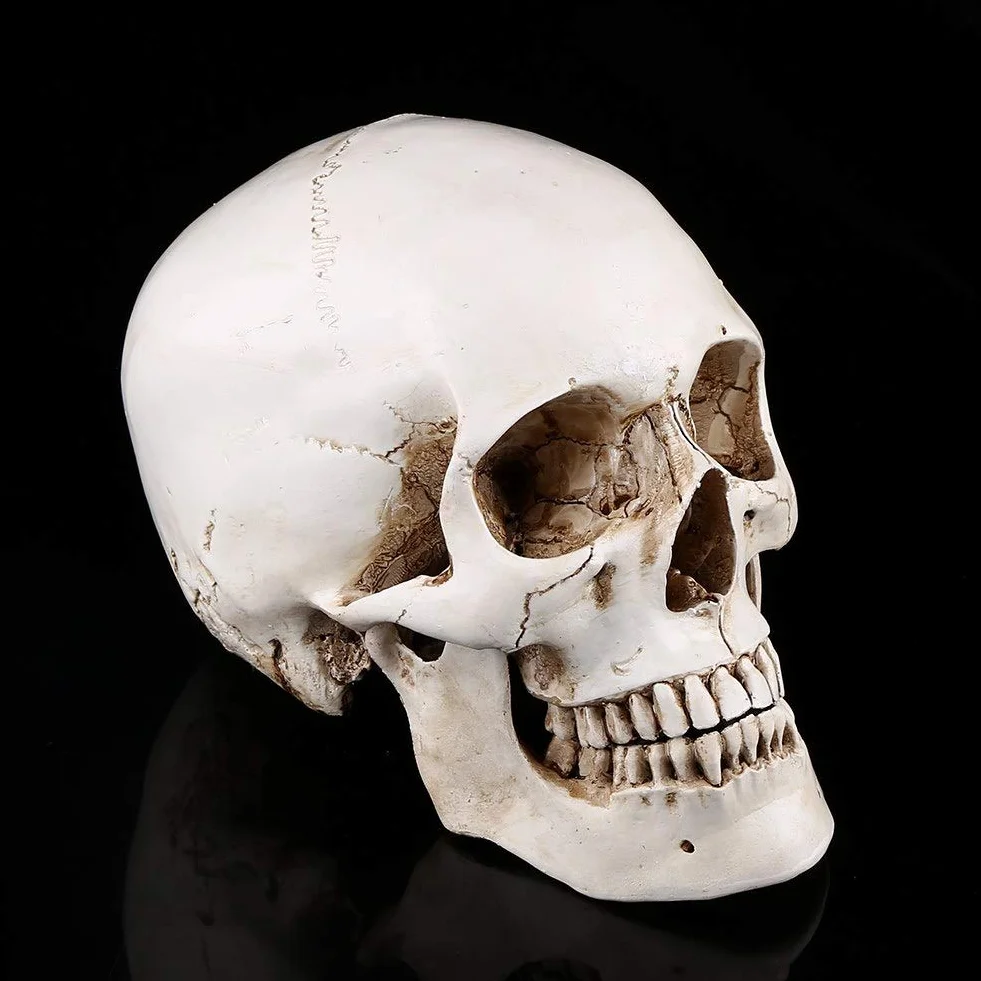 Model Ludzkiej Czaszki Model Czaszki z żywicy Biała żywica 1Pc Biała żywica Ludzka Czaszka Lifesize Model do Rysowania Replika Rysunku Ozdoba na Przyjęcie