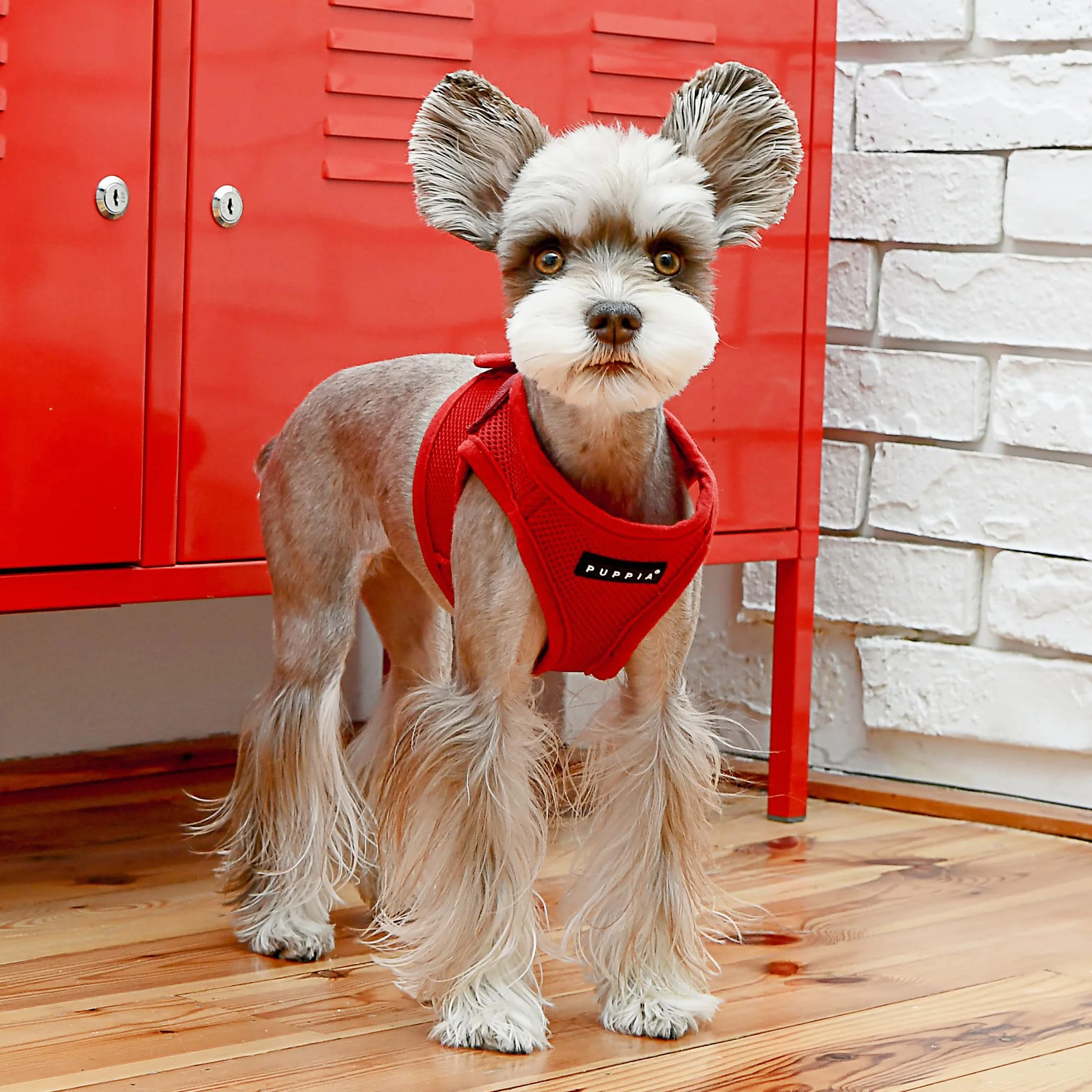 Puppia Uprząż dla małego psa i średniego psa, miękka kamizelka w wielu kolorach, nadaje się również jako uprząż dla szczeniaka, smycz zapobiegająca ciągnięciu, czerwone wino, rozmiar M