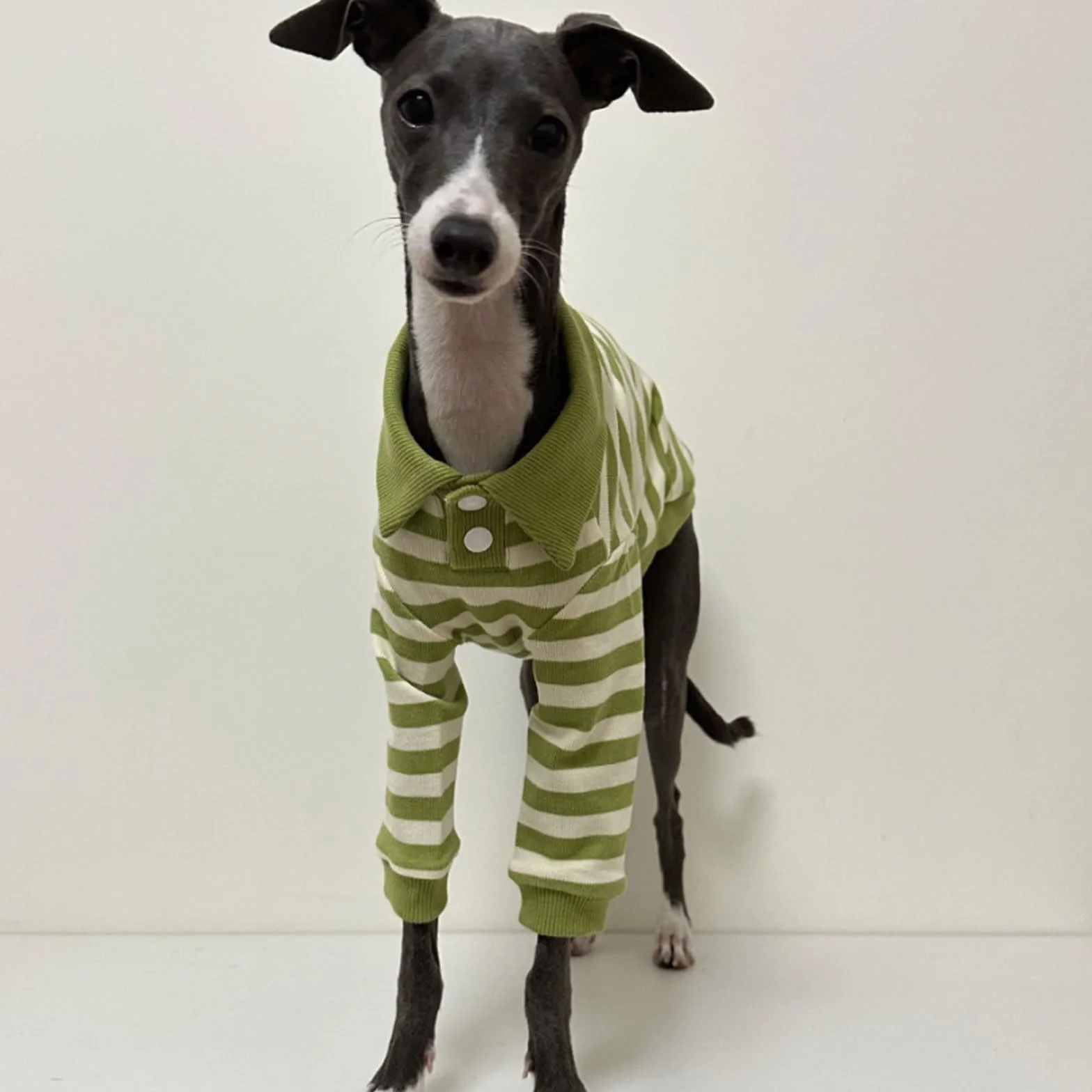 Sweter koszulka polo dla charta włoskiego whippet Bedlington Terrier zielono-białe paski długie rękawy