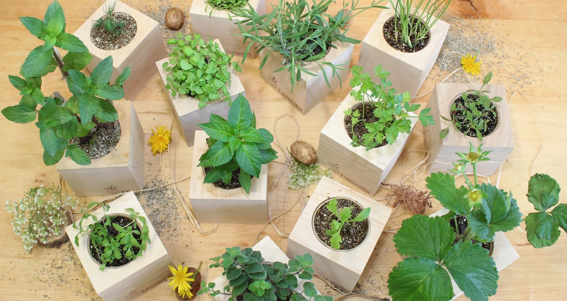 Feel Green Ecocube szarotka szarotka, zrównoważony pomysł na prezent (100% ekologiczna Friendly), zestaw do uprawy, rośliny w drewnianej kostce, Made in Austria