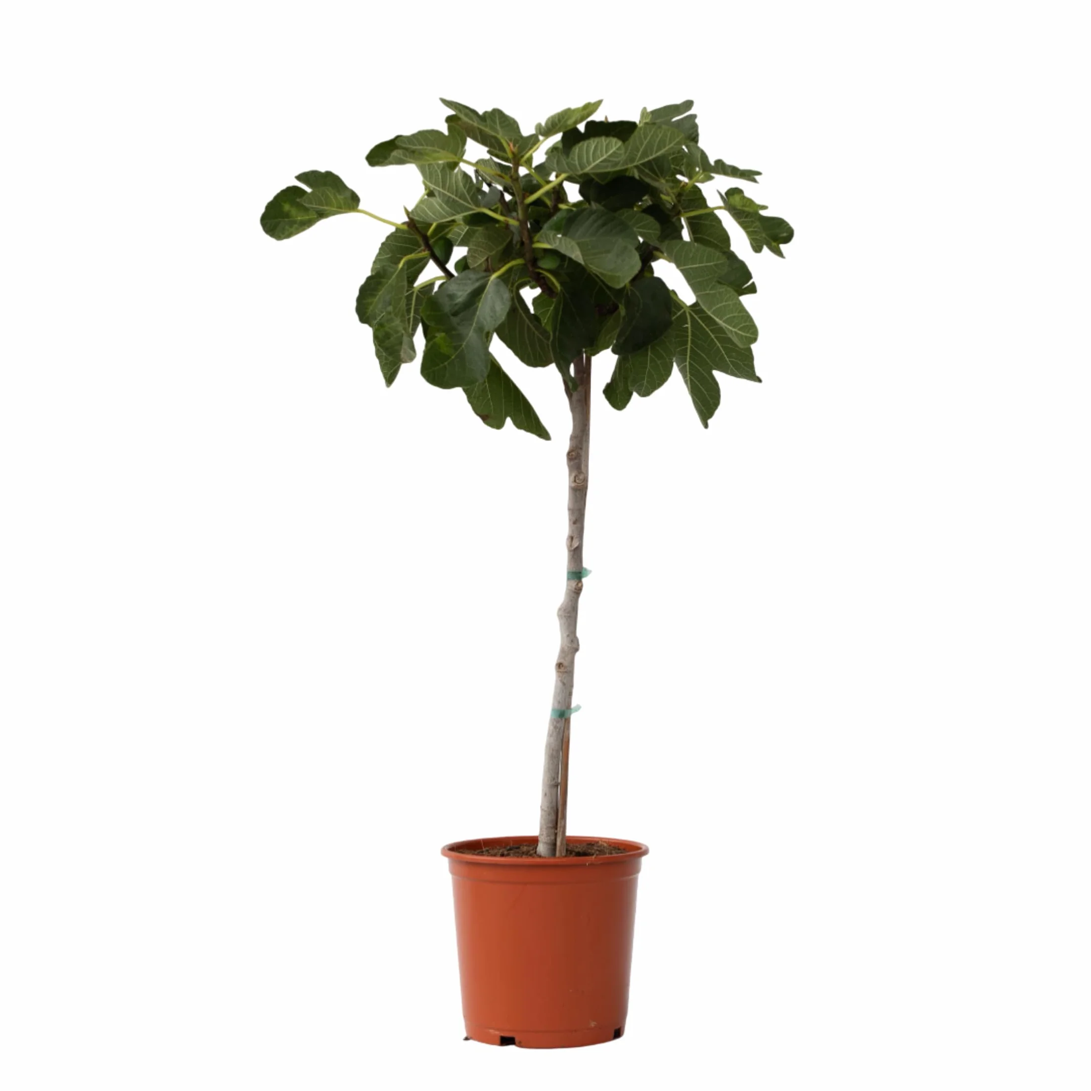 Plant in a Box - Drzewko Figowe - Figa - Ficus Carica - Mrozoodporny - Doniczka 21cm - Wysokość 70-90cm