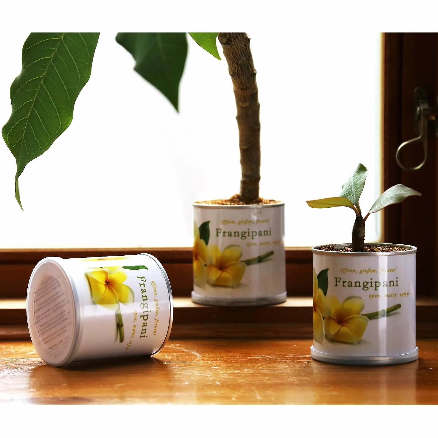 Frangipani | zestaw do uprawy jako specjalny prezent | otwarcie podlewania radości, motyw "Dankeschön", drzewo świątynne, joga, drzewo do jogi, żółte