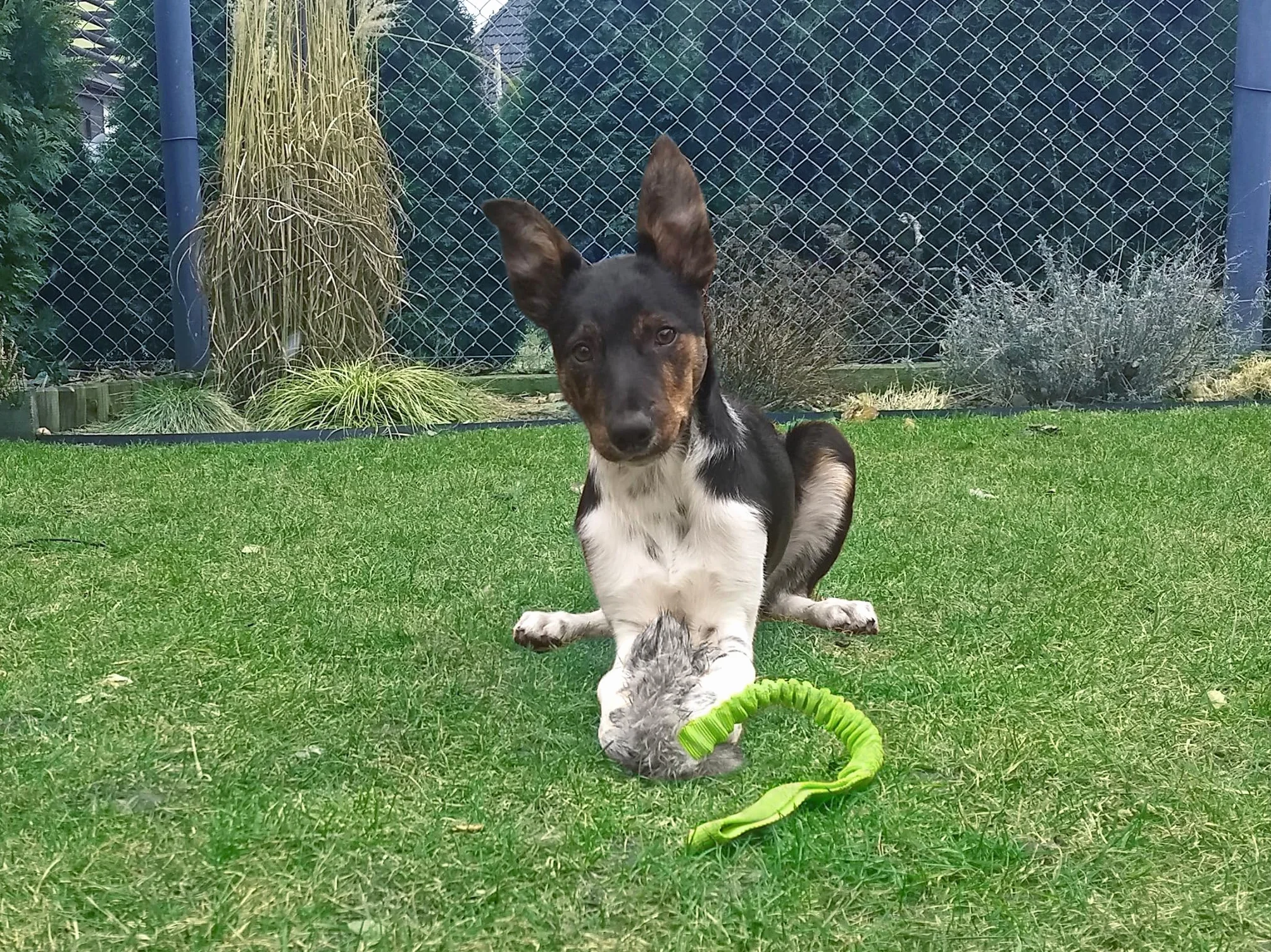 DINGO Zabawka dla psa ze sztucznego futerka na rączce bungee, szarpak z piszczałką 55 cm Zielony