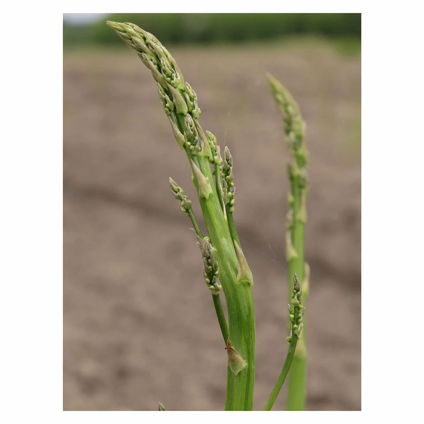 Wytrzymałe zielone szparagi 'Mary Washington' (Asparagus officinalis) 100 nasion