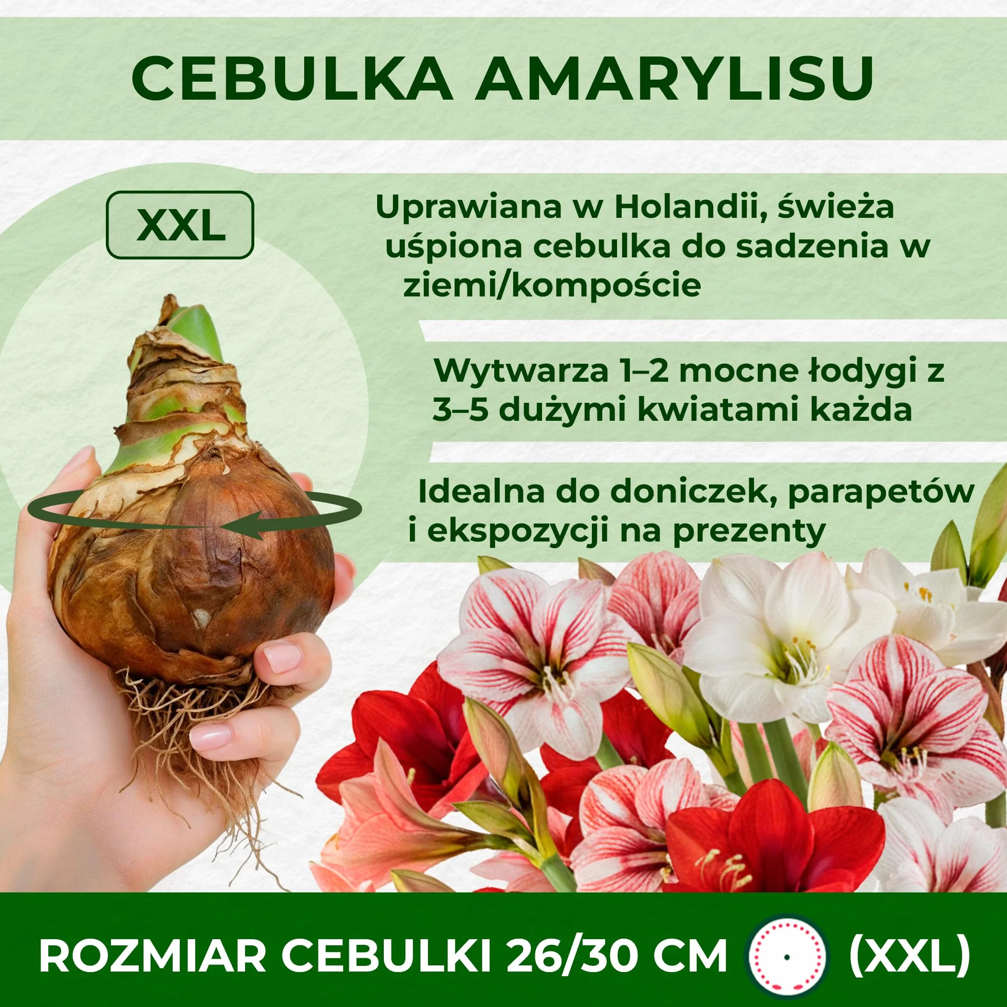 Cebula Amarylis Red Lion, 1 cebula kwiatowa w dużym formacie 26/30, ekskluzywna rośliny i kwiaty z Holandii, prawdziwe hippeastrum (bez nasion, wosku i nie sztuczne)