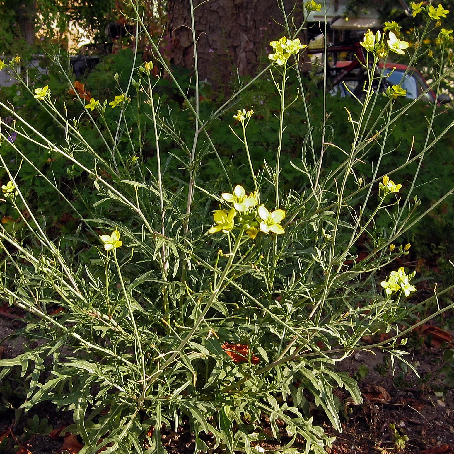 Dzika rukola / Rucola selvatica (Diplotaxis muralis) - ok. 1500 nasion