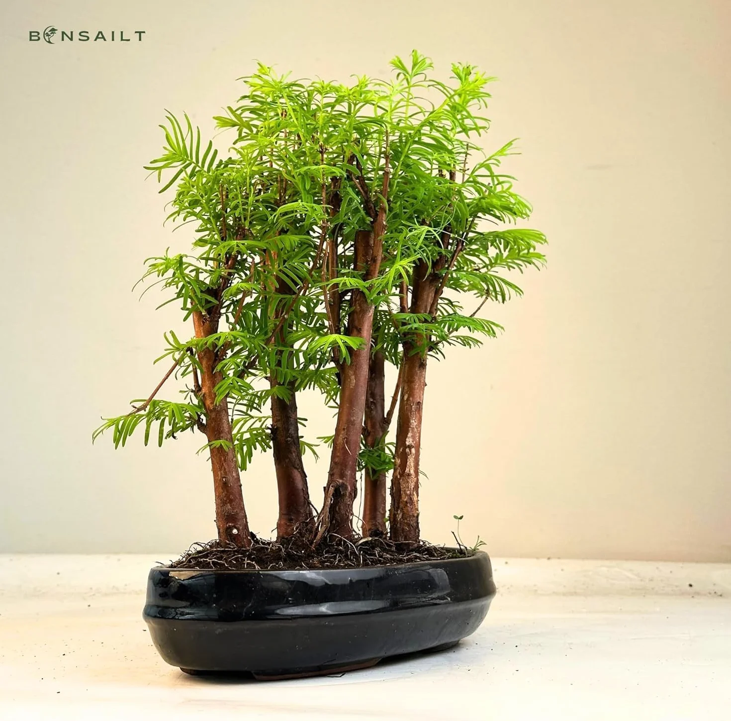 Bonsai las Metasequoia – żywy sekwoja w doniczce 25 cm, do użytku wewnątrz i na zewnątrz, rzadki pomysł na prezent, łatwa w pielęgnacji, roślina dekoracyjna do domu i biura