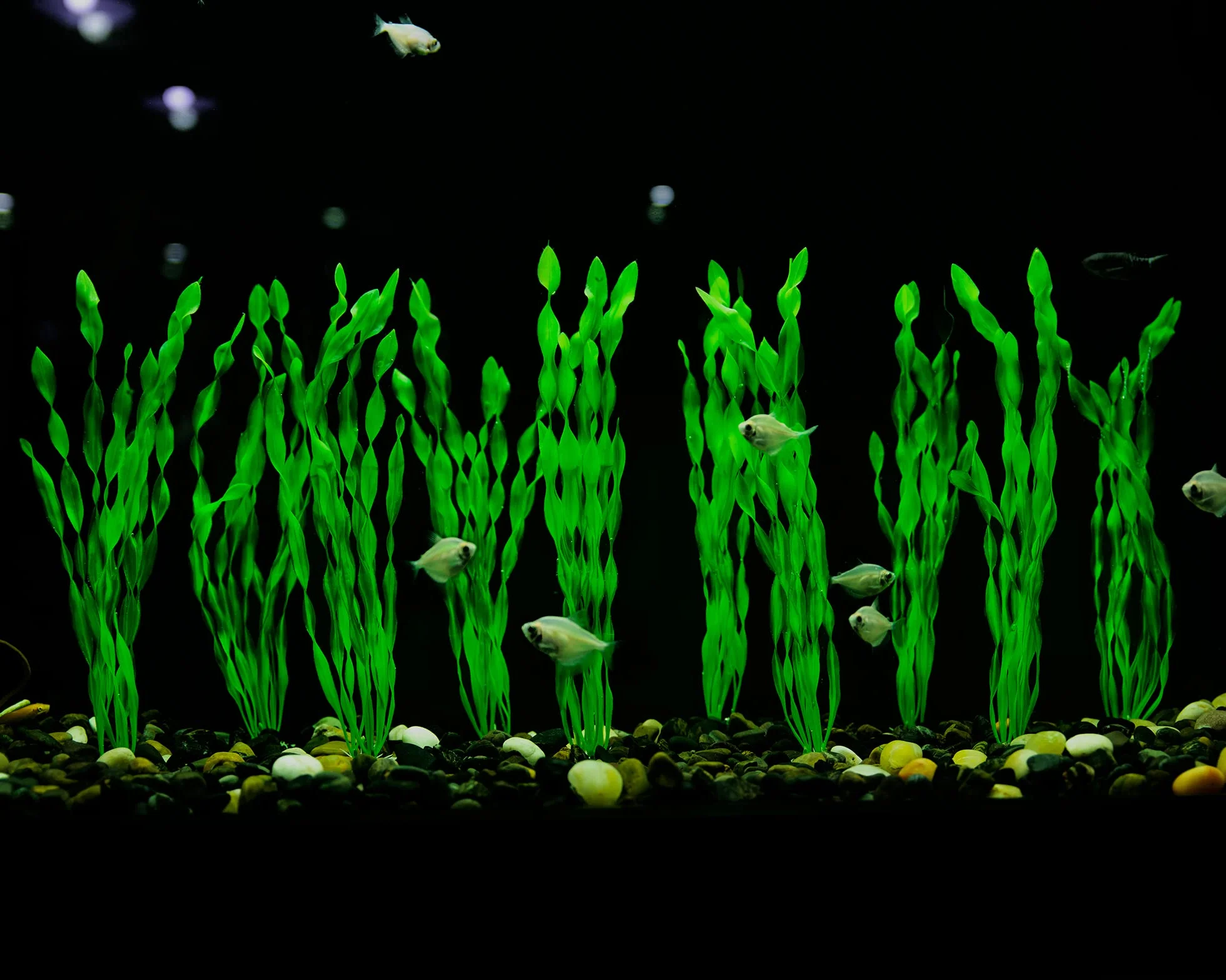 MyLifeUNIT Artificial Seaweed Aquarium Plants 10 PCS Green Plastic Fish Tank Decorations