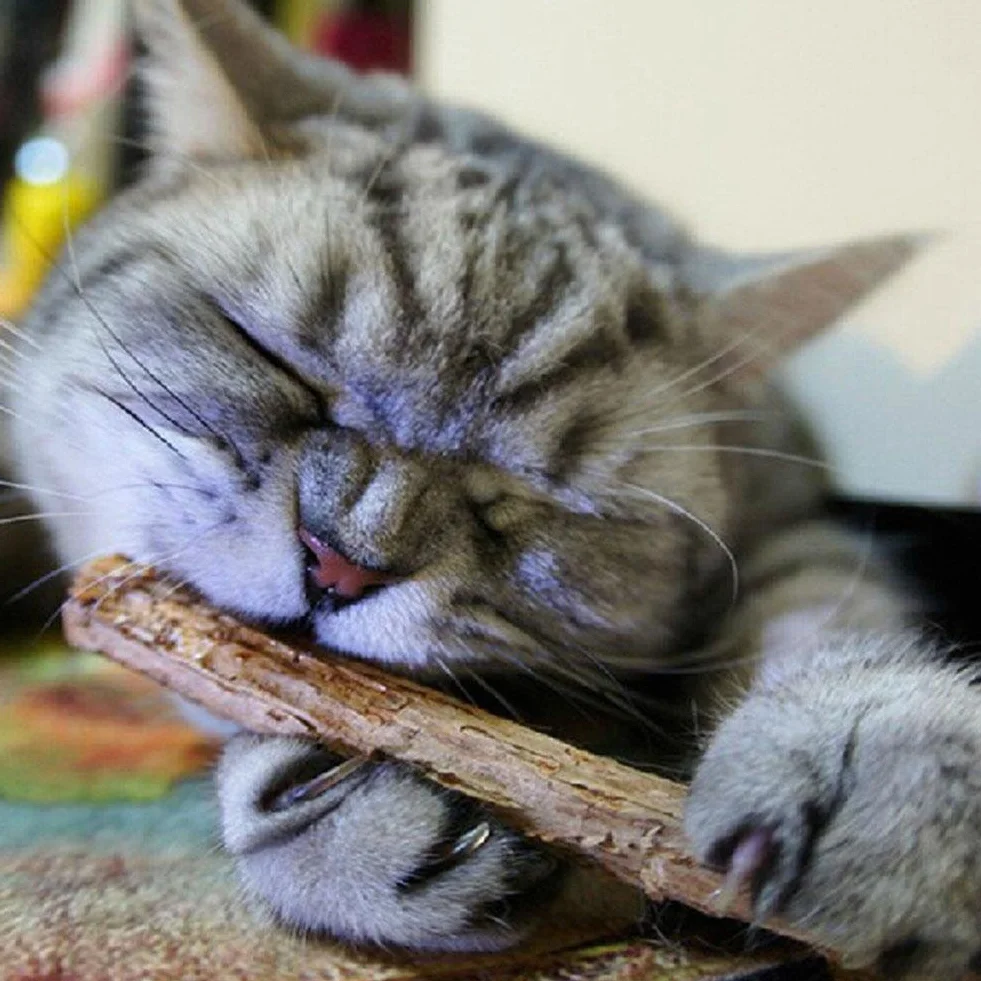 Naturalna kocimiętka do żucia dla kota Calng Catnip Chew Toy 15 szt.