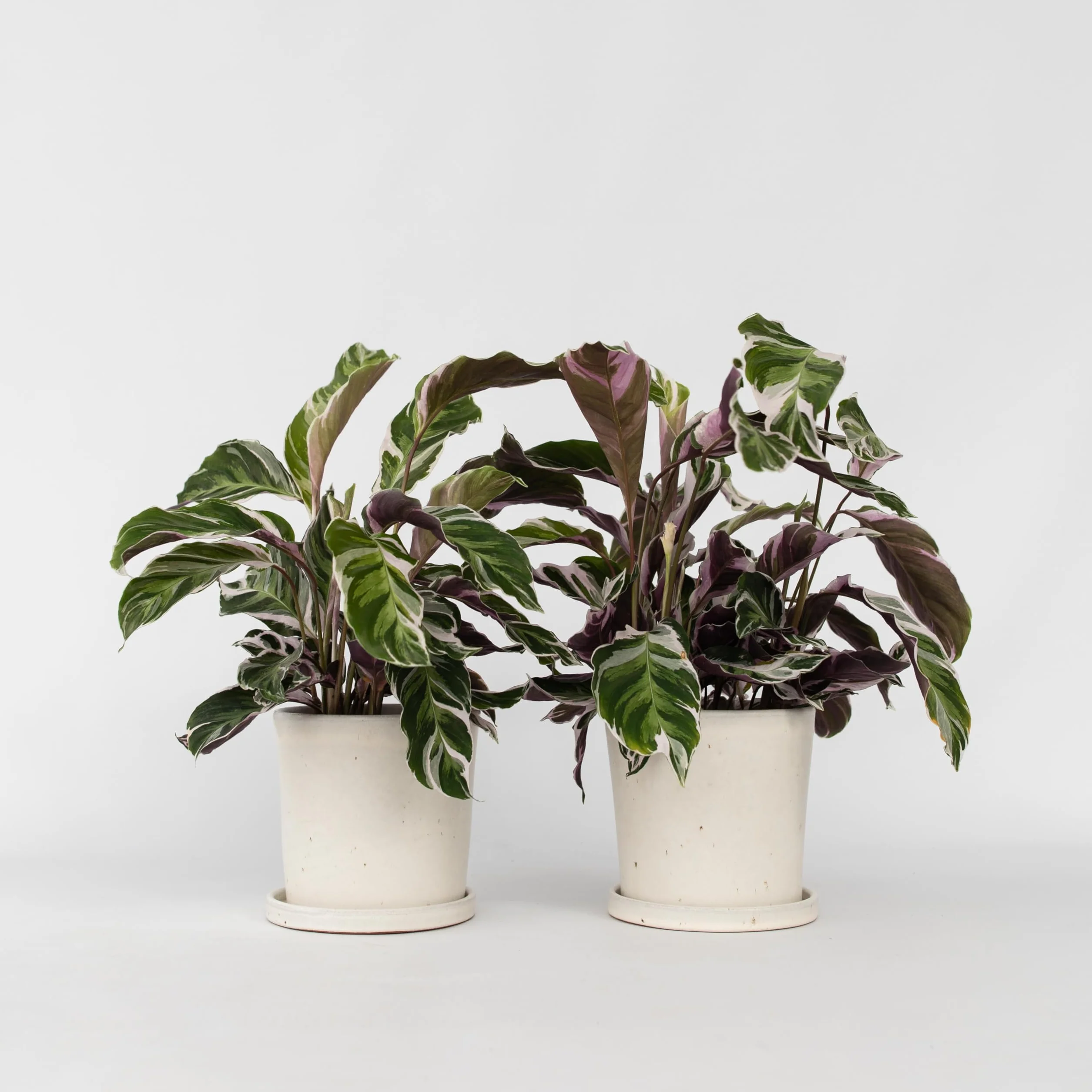Plant in a Box - Calathea 'Fusion White' - Kalatea - Zestaw 2 sztuk - Doniczka 14cm - Wysokość 30-40cm
