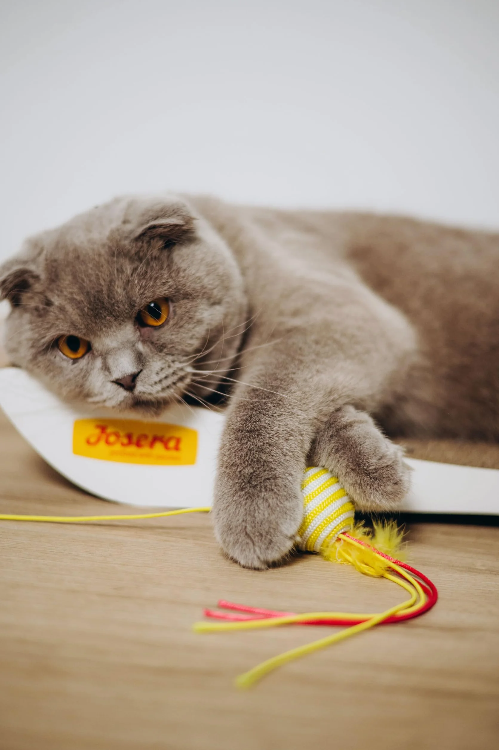 JosiCat Kitten (1 x 1,9 kg) | sucha karma premium dla rosnących kotów | sucha karma dla kotów | Powered by JOSERA