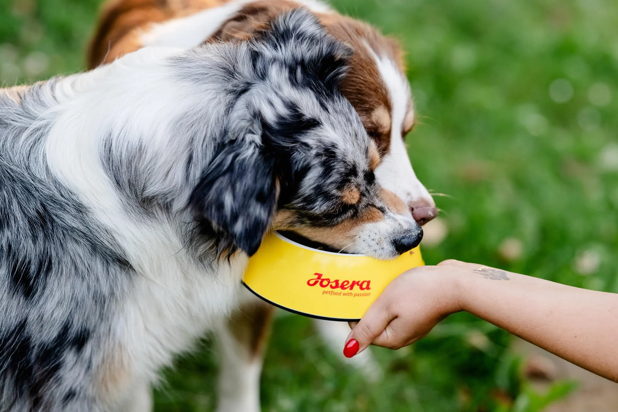 JosiDog Adult Sensitive 2,7 kg sucha karma dla psów wrażliwych