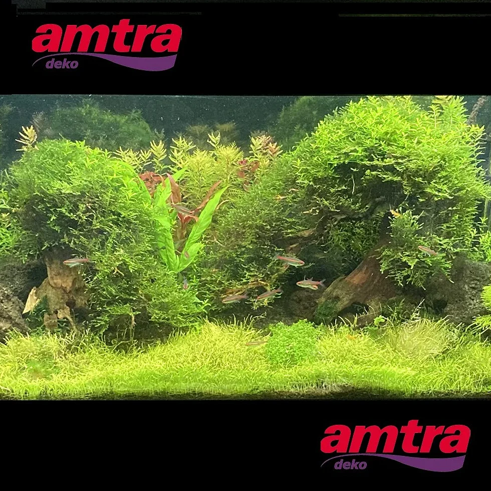 Amtra Oriental Wind 5 drewno ręcznie robione do akwarium 25 x 10 x 18 cm