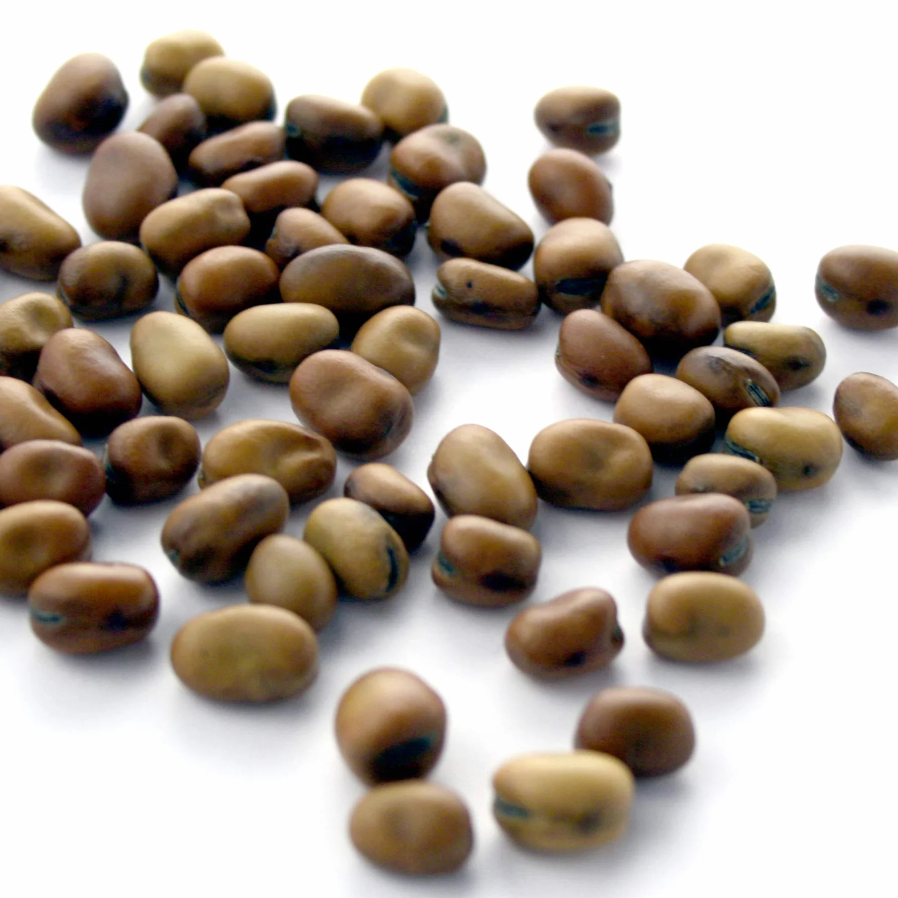 Bób (Vicia faba) - około 50 nasion