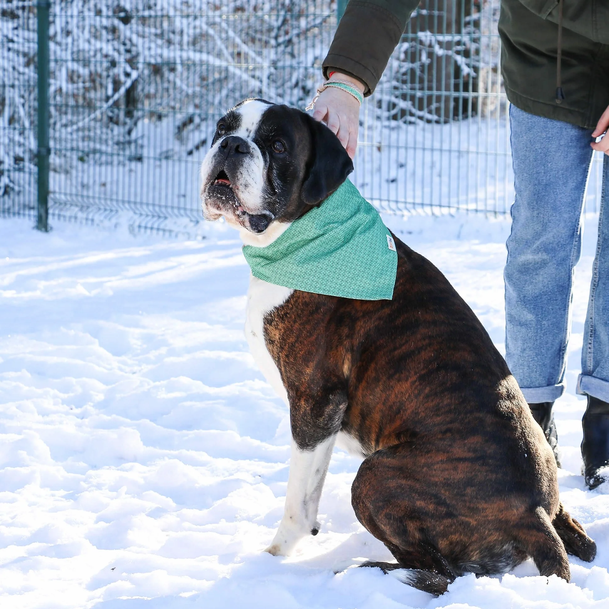Pettsie obroża dla psa bandana bransoletka przyjaźni konopie 3 rozmiary D-ring L