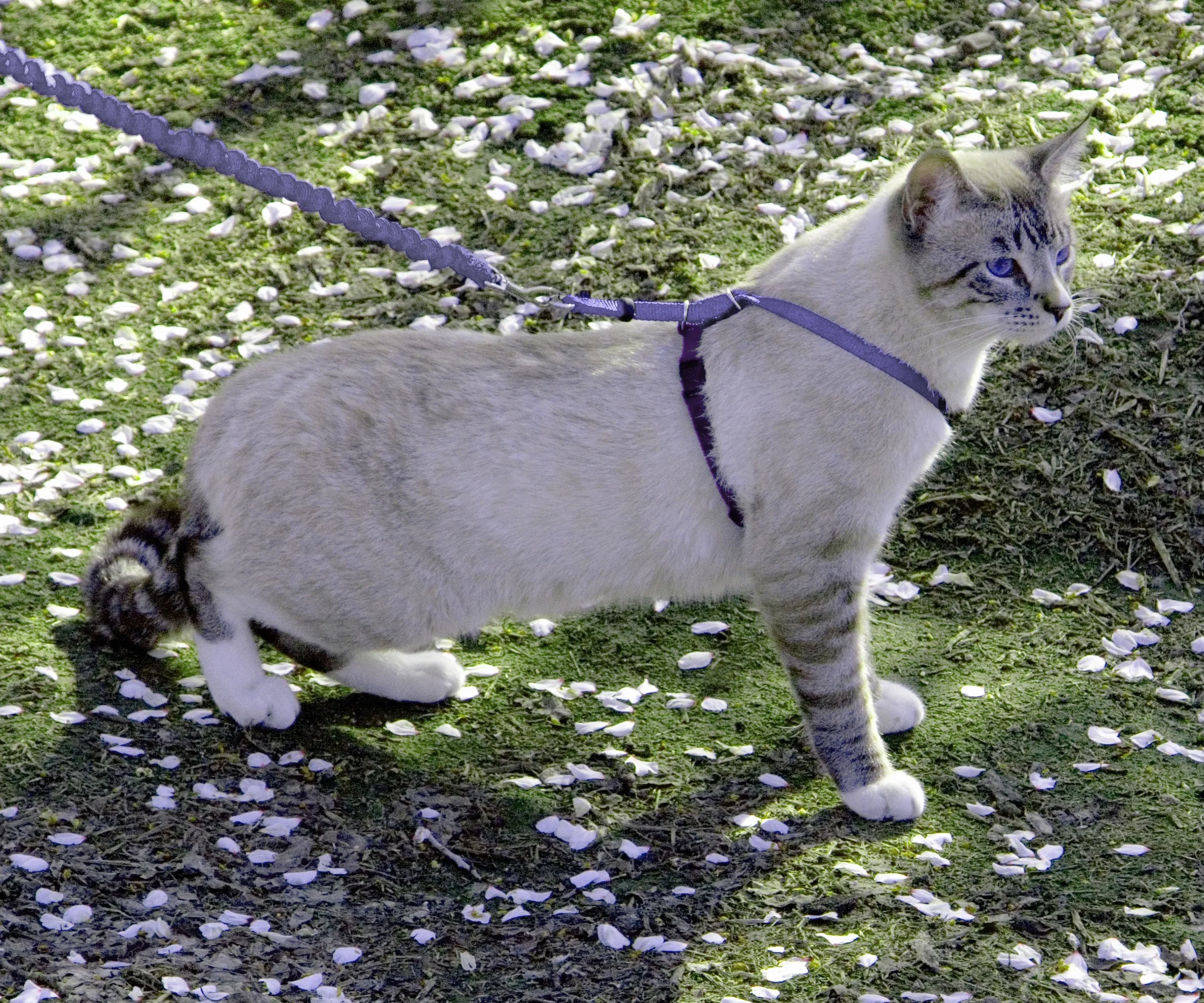 PetSafe Come With Me Kitty uprząż i smycz dla kota Bungee, rozmiar M, liliowy