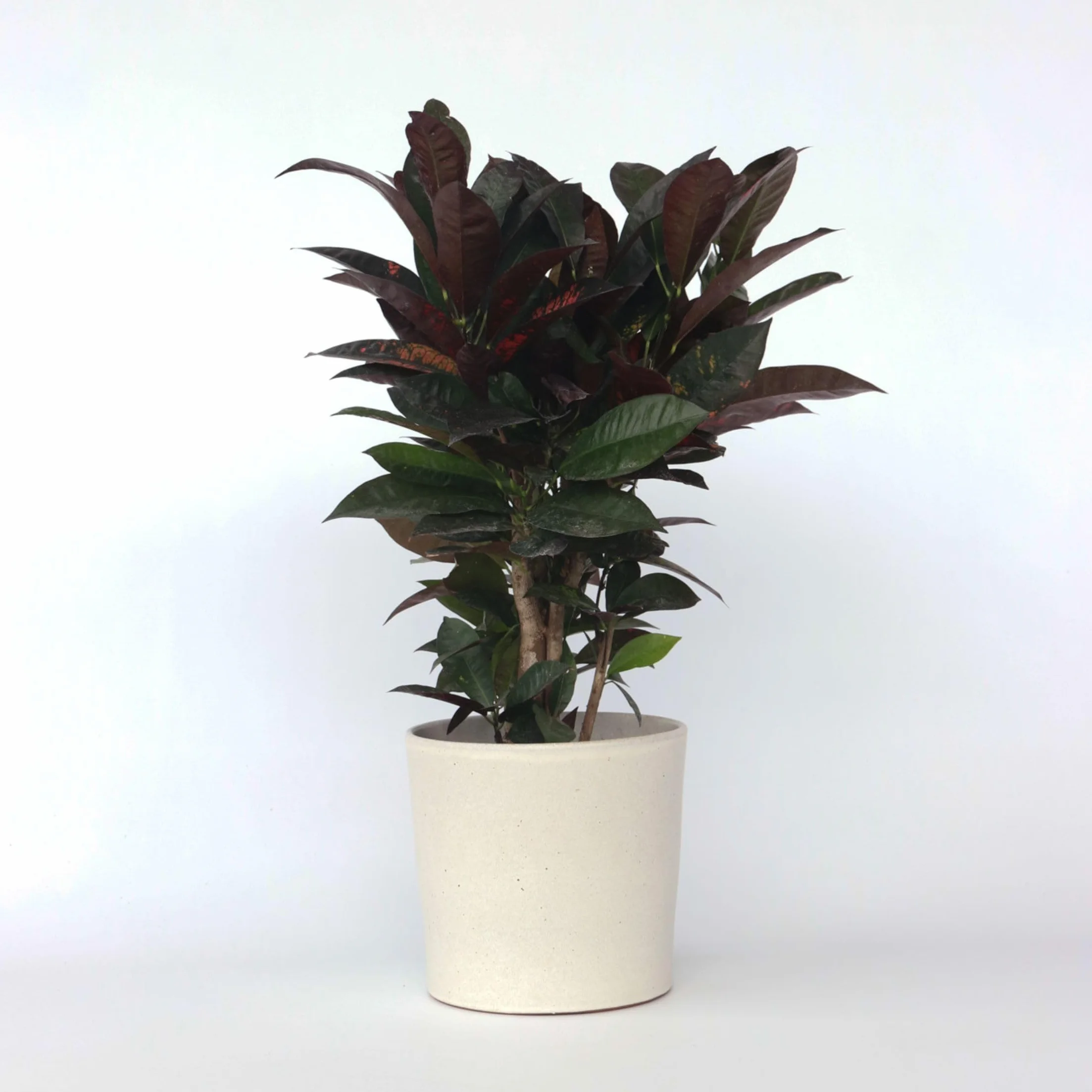 Plant in a Box- Codiaeum variegatum 'Mrs. Iceton' - Kroton Trójskrzyn - Powoli zmienia kolor - Doniczka 19 cm - Wysokość 60-70 cm