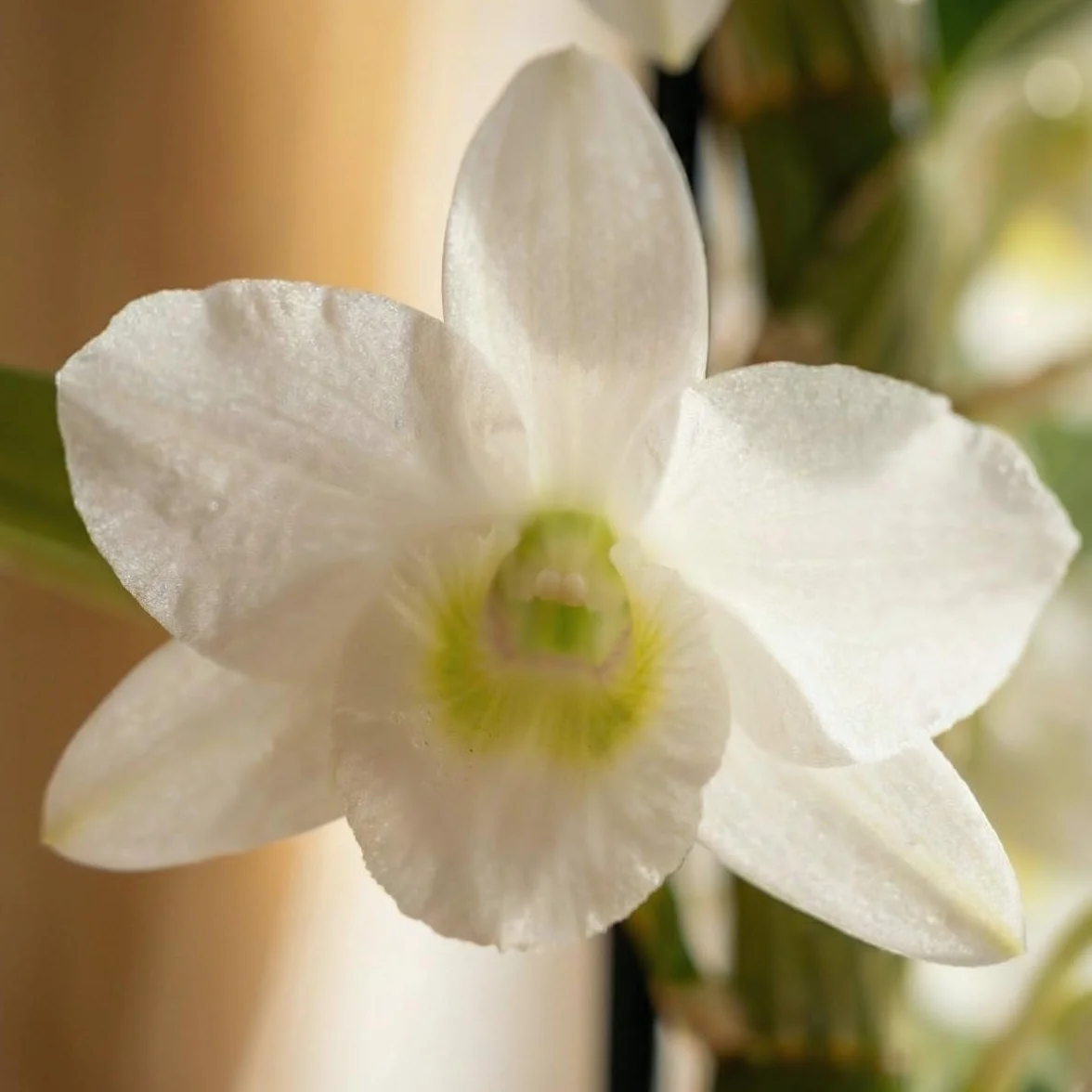 Kolekcja trzech prawdziwych storczyków Dendrobium Nobile o wysokości 30-40 cm, kwitnących i pachnących uprawianych w Holandii (bez sztucznych orchidei, bez nawozów i doniczek, bez nasion)