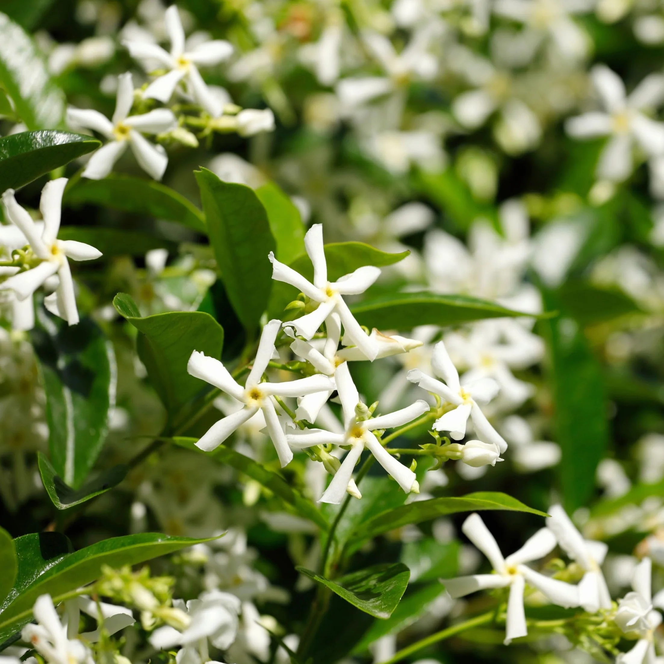 Plant in a Box - Jaśmin Toskański - Zestaw 2 sztuk - Trachelospermum jasminoides - Wys. 110-120 cm - Doniczka 17 cm - Roślina pnąca