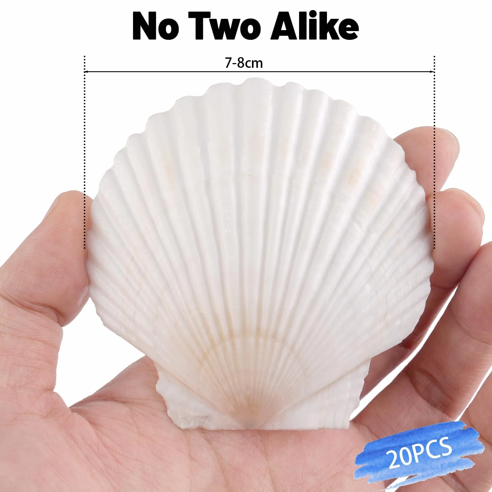 Muszle wachlarzowe naturalne białe 20 sztuk do dekoracji i malowania zestaw