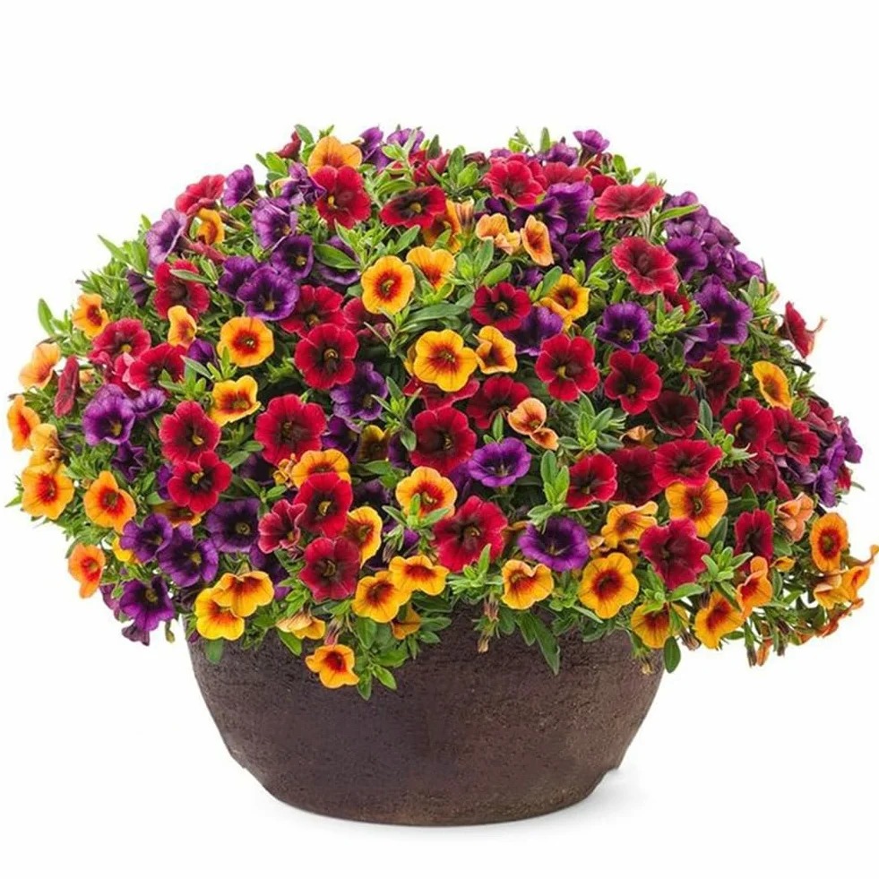 120 Sztuk Mieszane Gloksynia Calibrachoa Petunia Nasiona Kwiatów Ogród Yard Roślina Bonsai Kwiat Drzewo Owocowe Nasiona Warzyw Nasiona gloksynii 120pcs