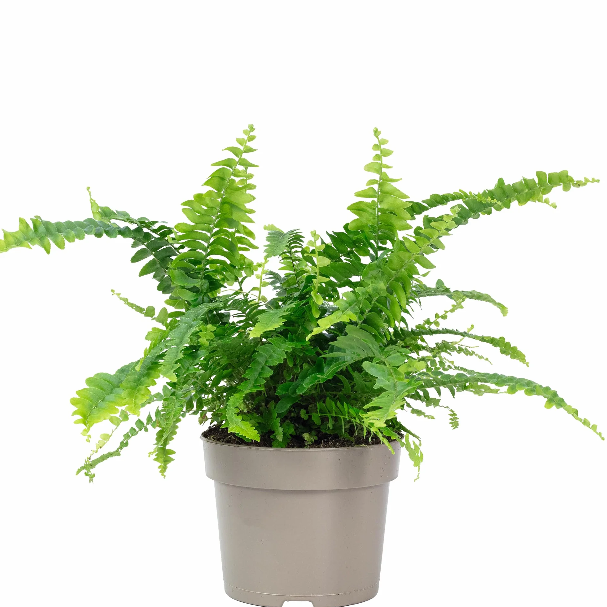 Paproć mieczowa "Green Lady" – prawdziwa roślina pokojowa, Nephrolepis – wysokość ok. 35 cm, średnica doniczki 12 cm