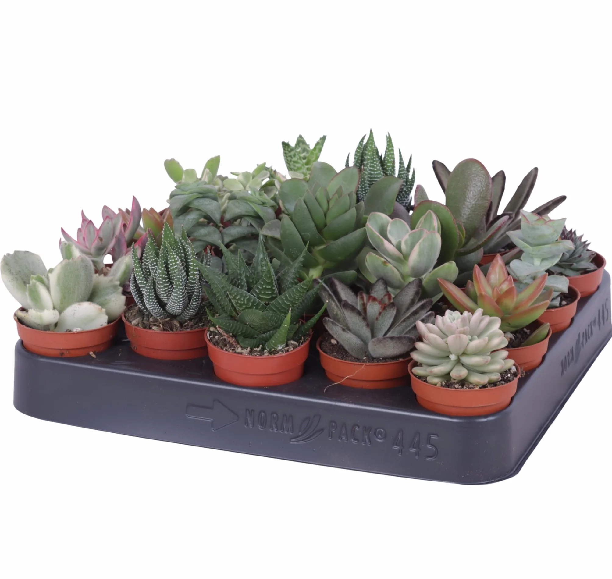 20 sukulentów BS Trading 5,5 cm doniczka żywe mini sukulenty