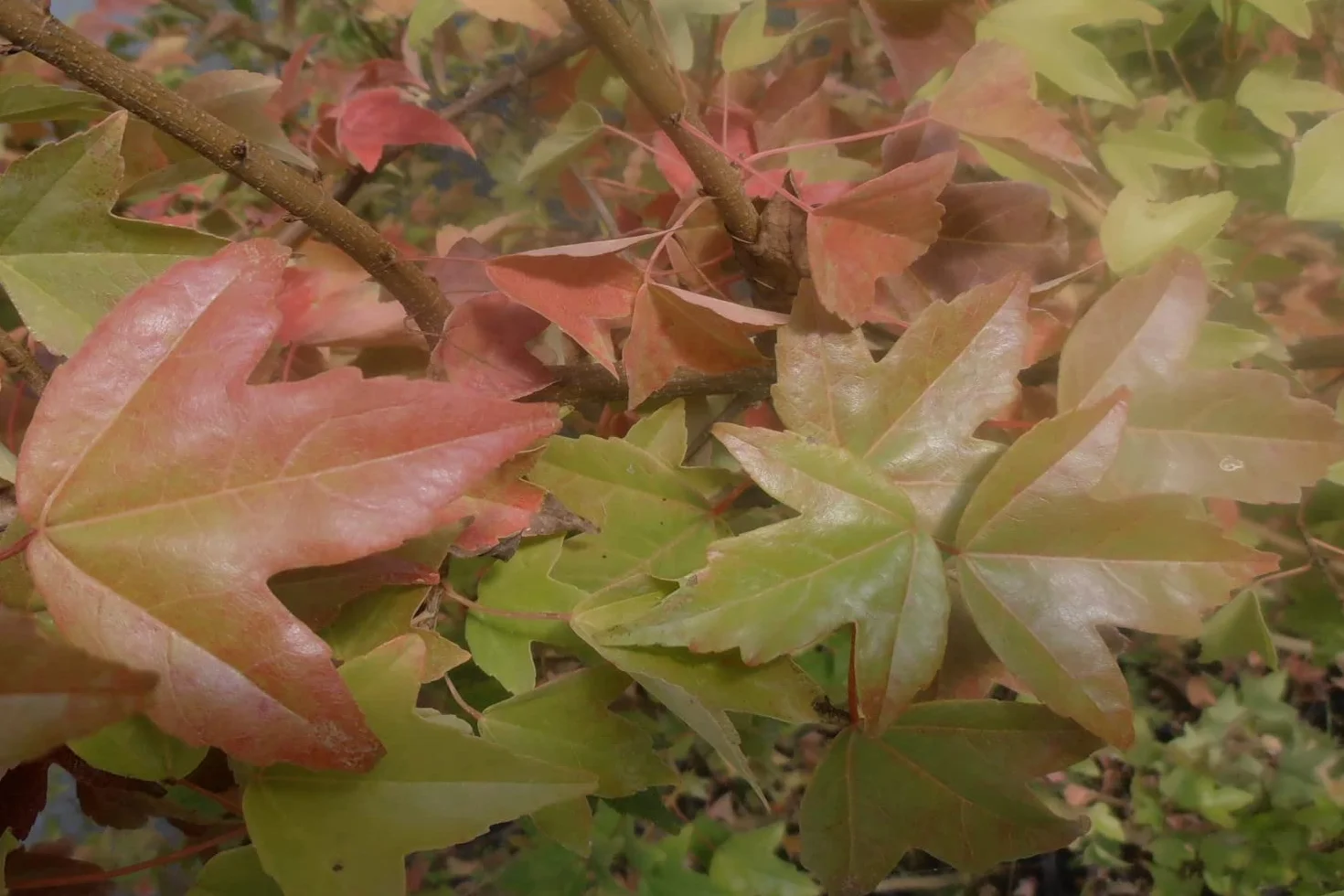 SAFLAX - Bonsai - Klon Trójzębny - 30 Nasiona - Acer buergerianum
