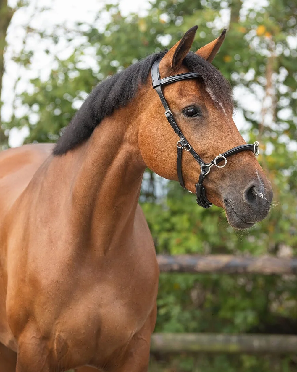 Qhp Cavesson Leather Czarny Full