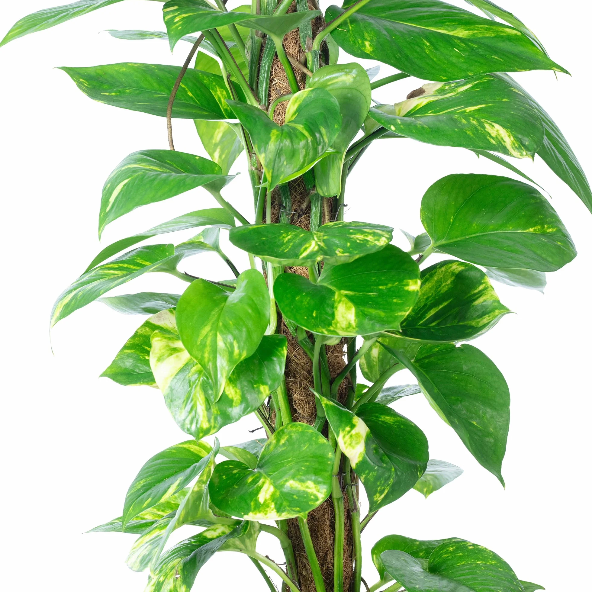 Bluszcz na mchu - łatwa w pielęgnacji roślina doniczkowa, Epipremnum aureum - wysokość ok. 80–20 cm, doniczka Ø 19 cm
