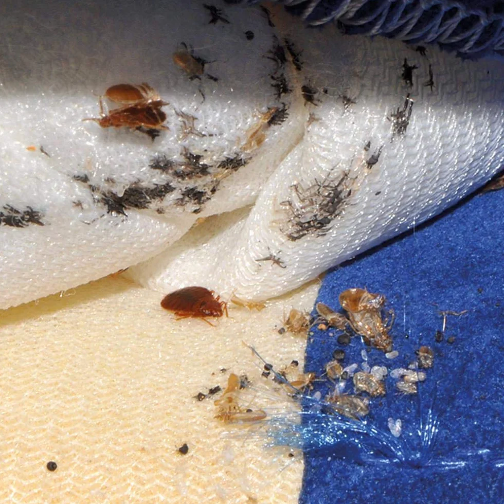 Polti Cimex Eradicator, odkurzacz parowy do zwalczania pluskiew, bez insektycydów, z nasyconą suchą parą przegrzaną do 180 ° C, 2250 W, stal nierdzewna, biały