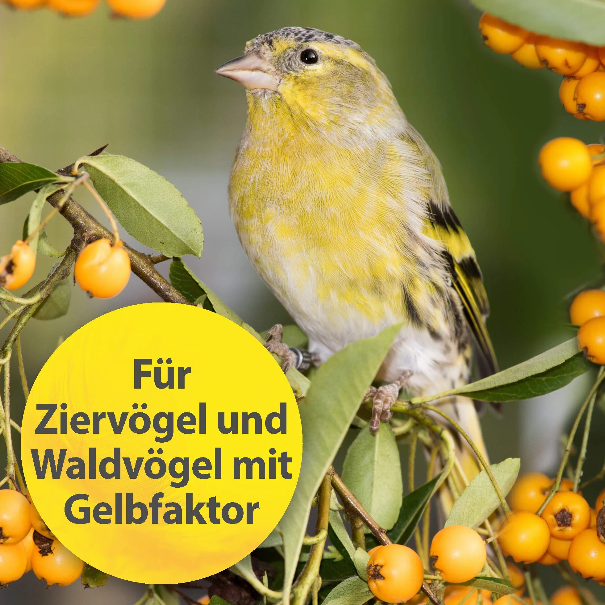 Quiko Intensive Yellow 50g - Karma uzupełniająca dla ptaków ozdobnych