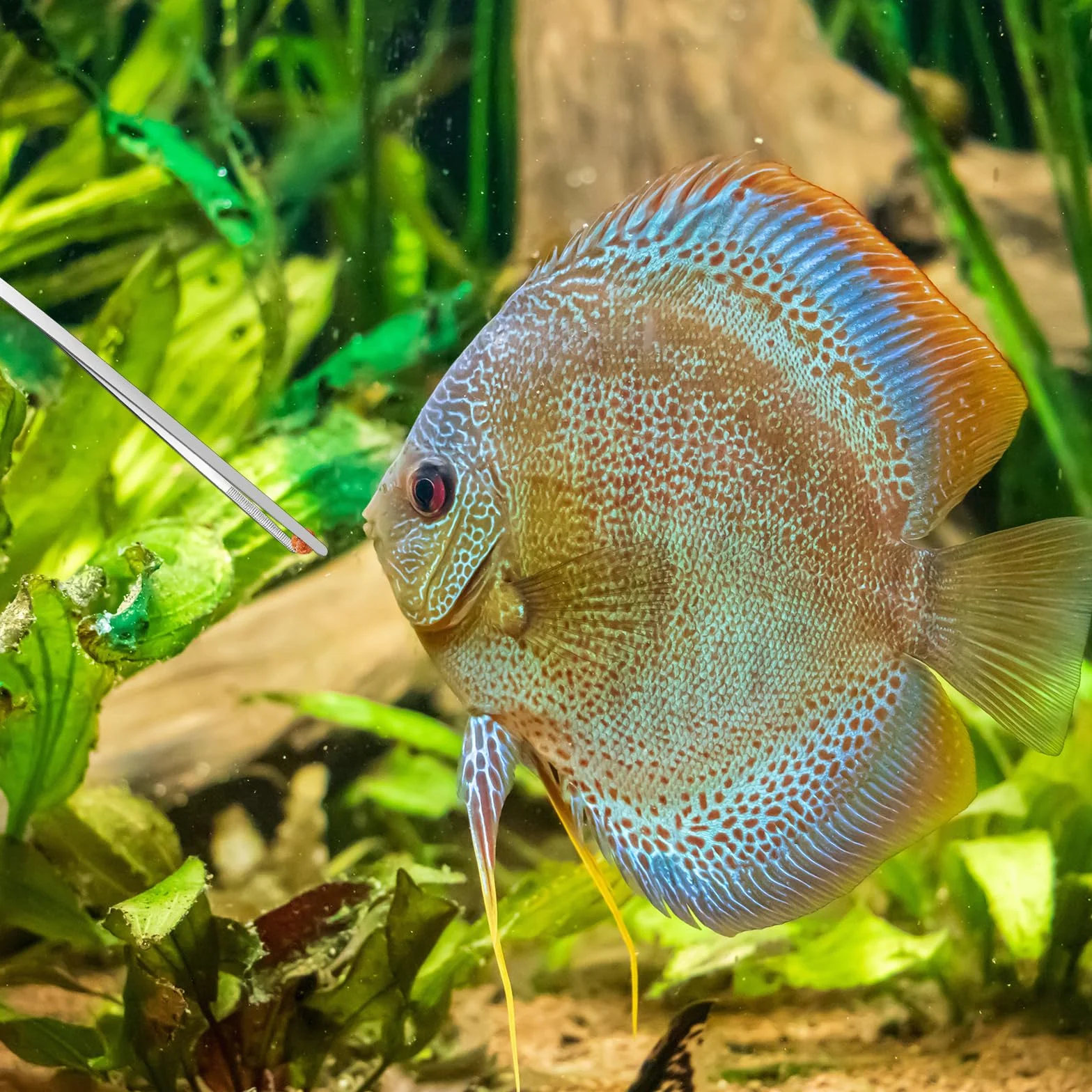 Pęseta do akwarium ze stali nierdzewnej, 27 cm, szczypce do karmy z gumową końcówką, prosta i zakrzywiona, narzędzie do karmienia do akwarium
