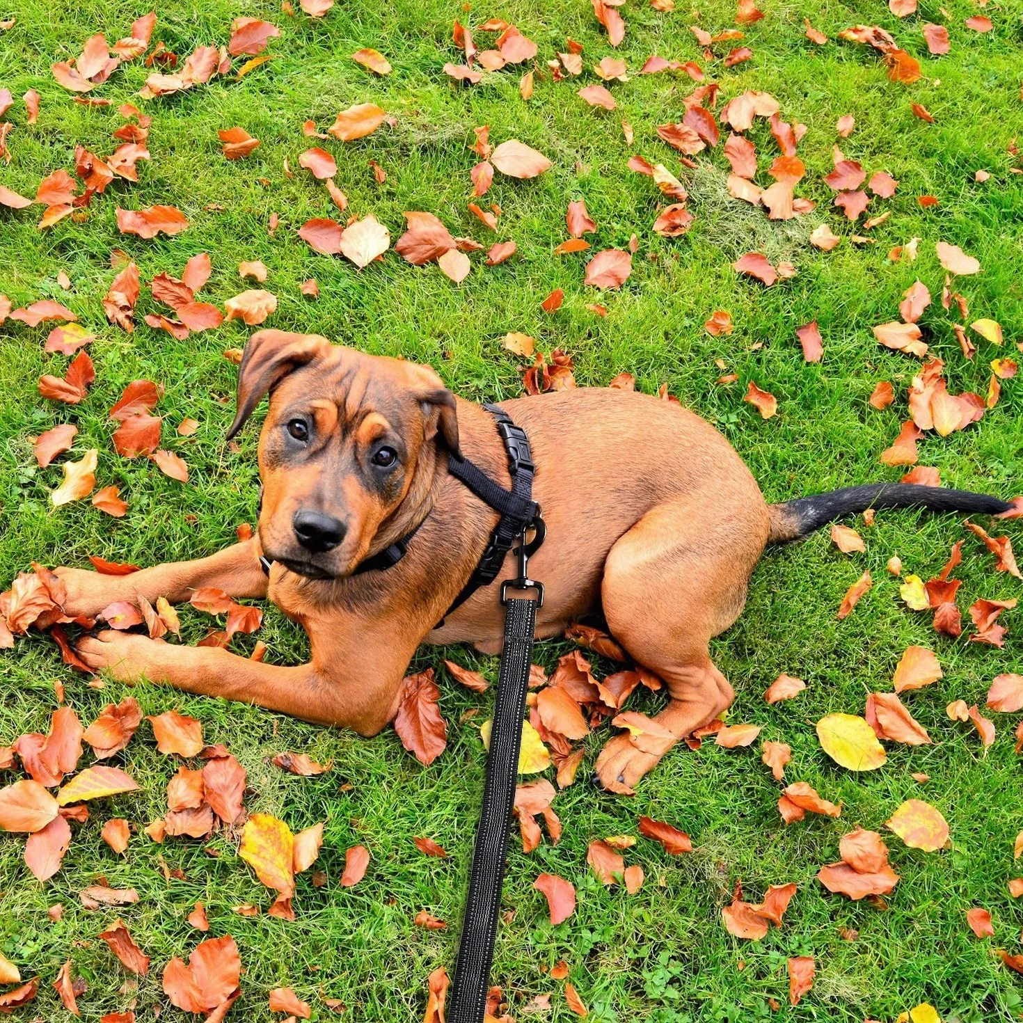 Toozey Smycz dla psów gumowana 5 m 10 m 15 m 20 m czarna