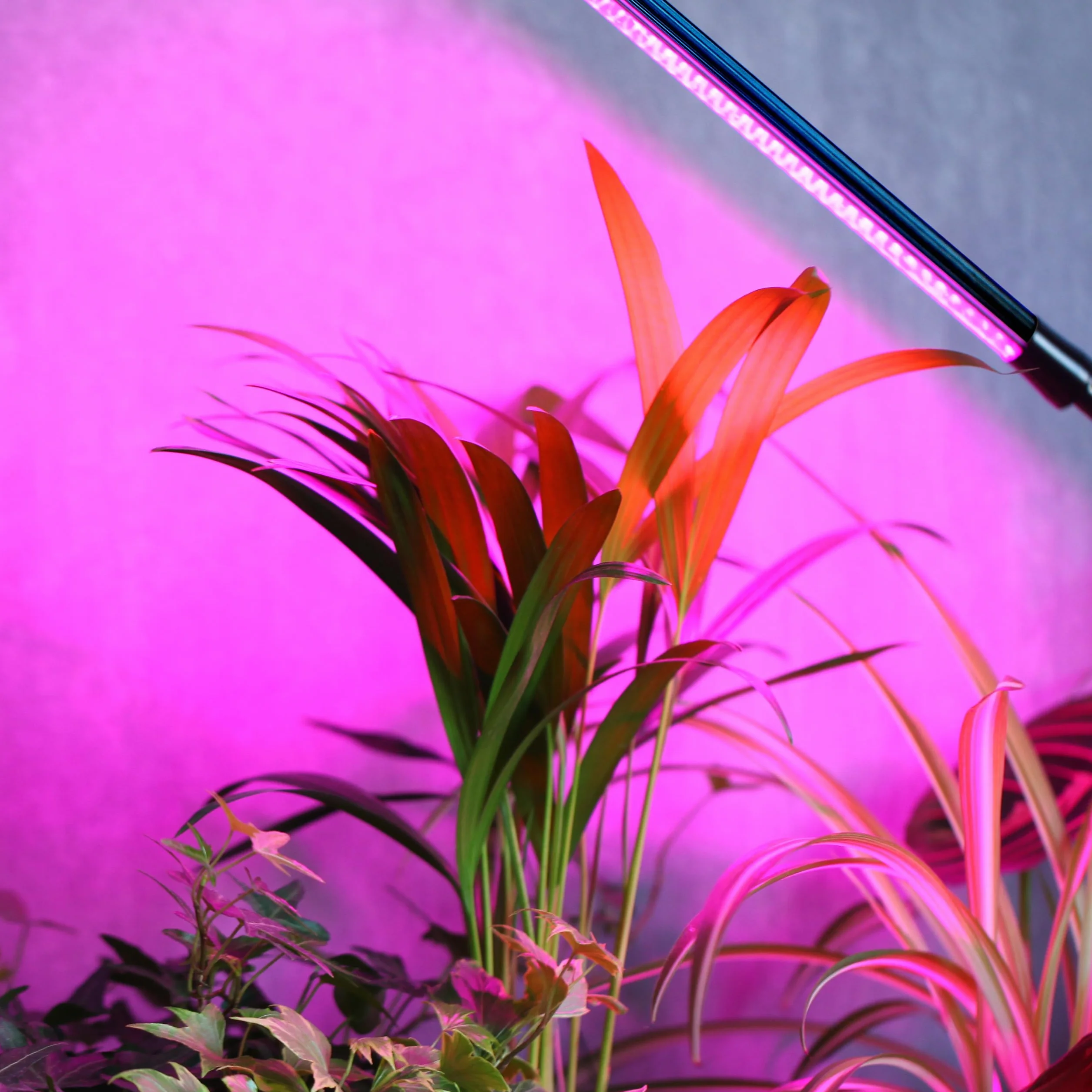 Retoo Lampa LED z pełnym spektrum światła, lampa biurkowa do szklarni i roślin pokojowych, 60 diod LED, pilot zdalnego sterowania, sterowanie wierszem, światło do wzrostu z timerem