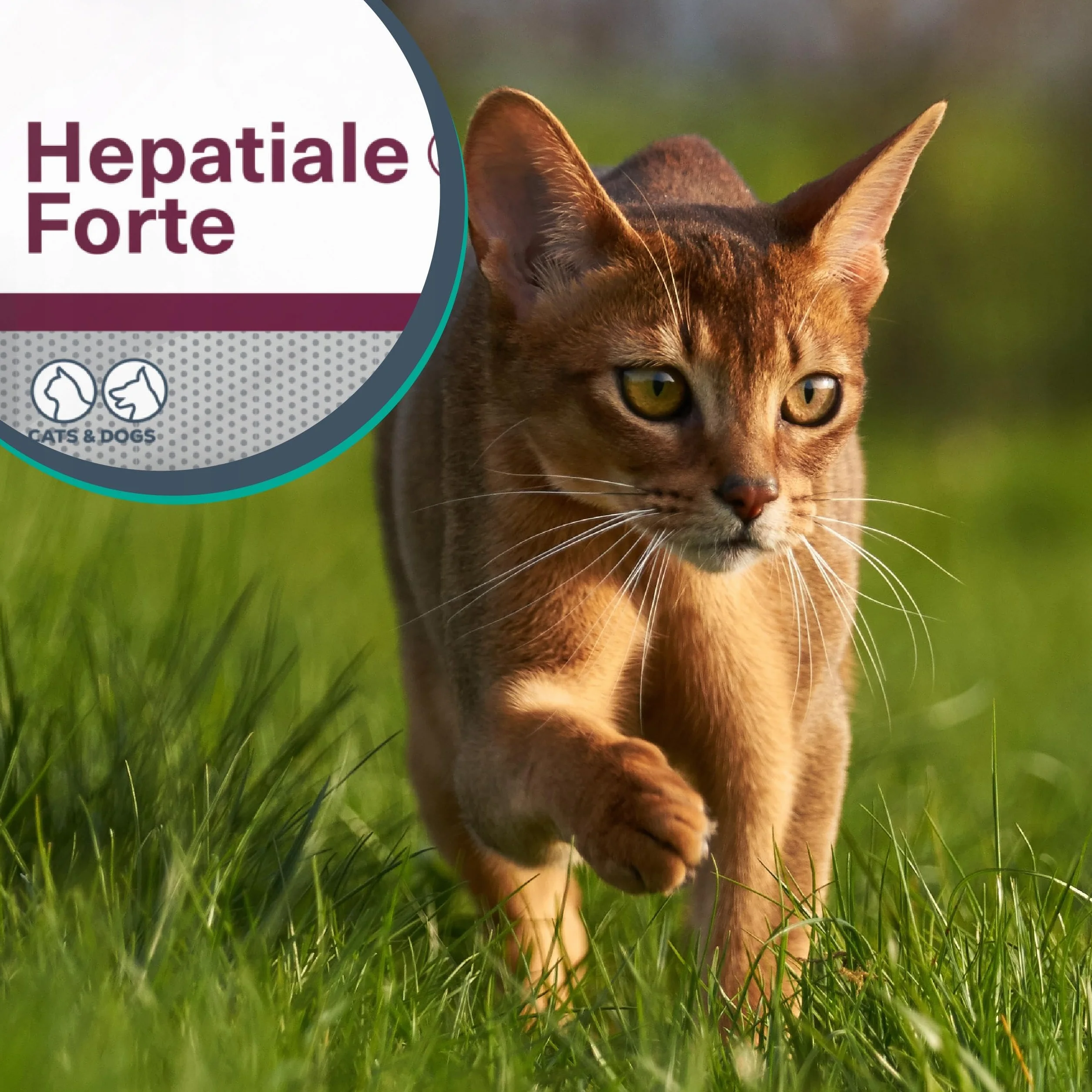 VET EXPERT HEPATIALE FORTE - preparat wspomagający funkcje wątroby dla psów i kotów