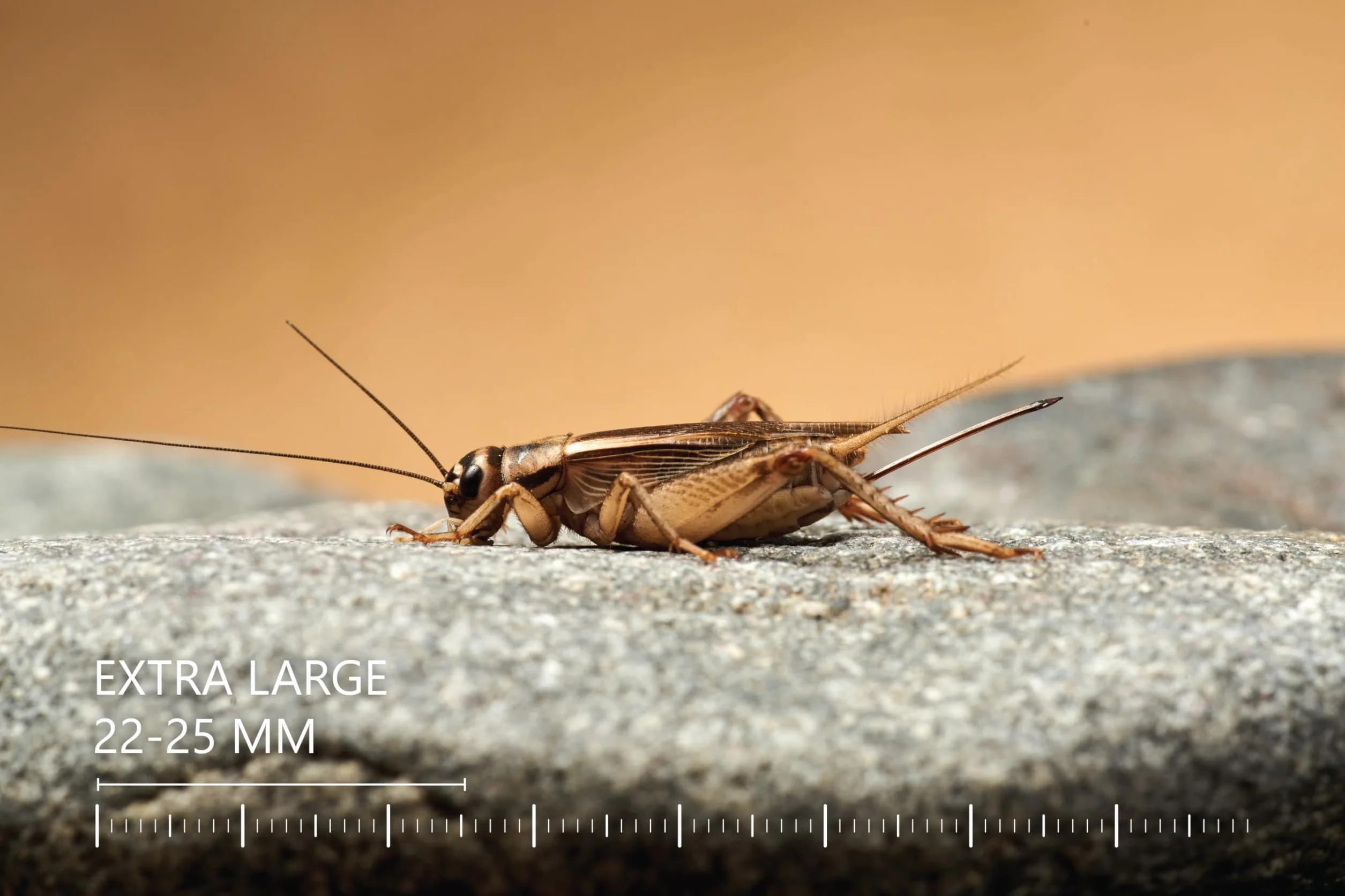 Żywe świerszcze domowe rozmiar 1 (3–5 mm) mikro 150 szt. karmowe wylęg